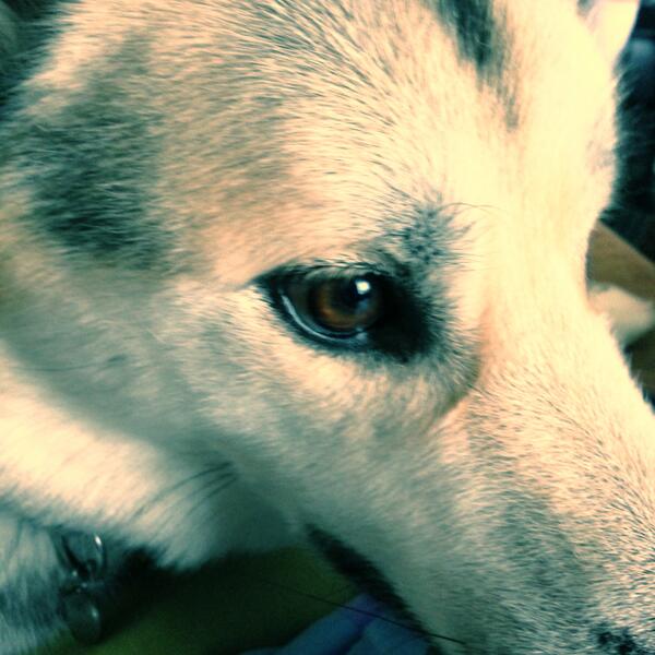 Rogan the huskycat being needy! #pressgram