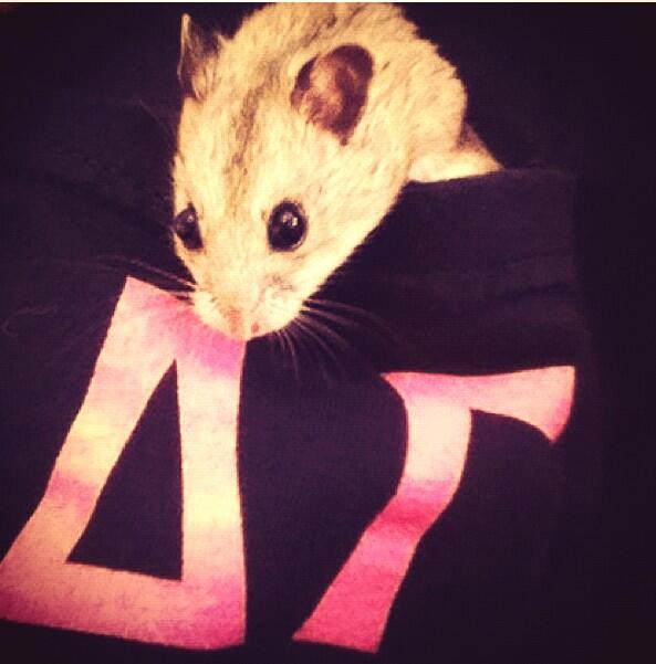Hamstaboi's tweet photo. Throwback to my bid day!  💗💙 @DeltaGammaNCSU http://t.co/fRRfkfhPmB