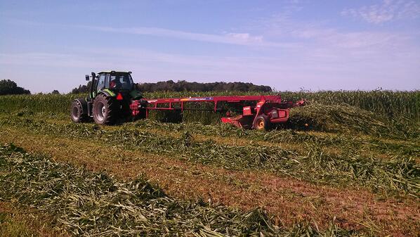 LegacySeedsInc's tweet photo. The second cutting of Maxi-Gain BMR Sudangrass at Steve Riemer's Double-Take Dairy in Clintonville, WI #legacyforage http://t.co/hW2LPqJ09X