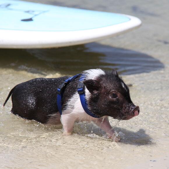 Paddle Board Pig
stand-upforacause.org/paddle-board-p…