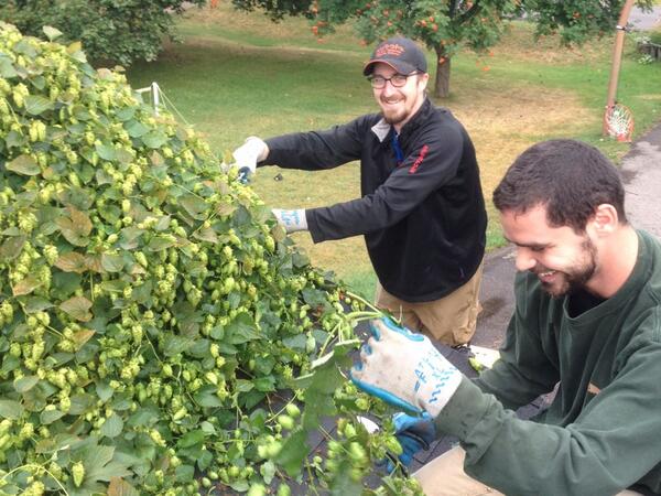 Flathead Hop Bines being picked today... Join the brewers at Tamarack to harvest hops today at noon! #freshhops