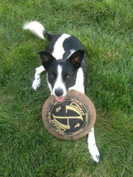 JuniperBar's tweet photo. My boy likes play time all the time http://t.co/0QdPVjgS4J