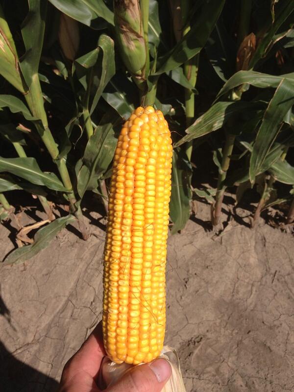 FarmingJones's tweet photo. Can't get much better then that http://t.co/SR7HW5UdwU