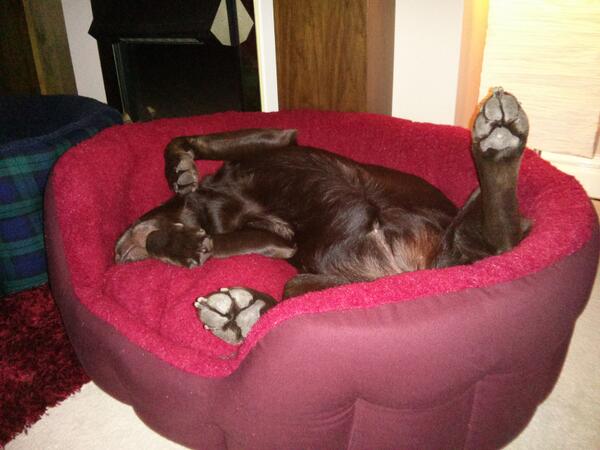 tim_abell's tweet photo. New @dogsandco bed gets the stamp of approval. #dignityoptional http://t.co/1od9IOQWMk