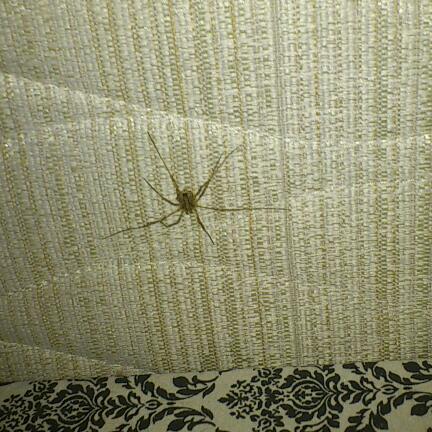 MsEmJam's tweet image. @waynehall3  #help #pider