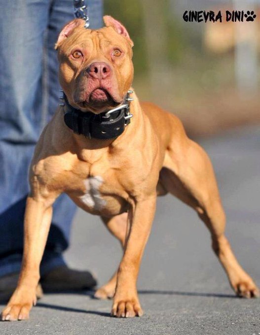 The dog I want http://t.co/6qi83Kcsq5<a href="/tag/squad"class="tags"><span>#squad</span></a><a href="/tag/squadgoals"class="tags"><span>#squadgoals</span></a><a href="/tag/brosforlife"class="tags"><span>#brosforlife</span></a>