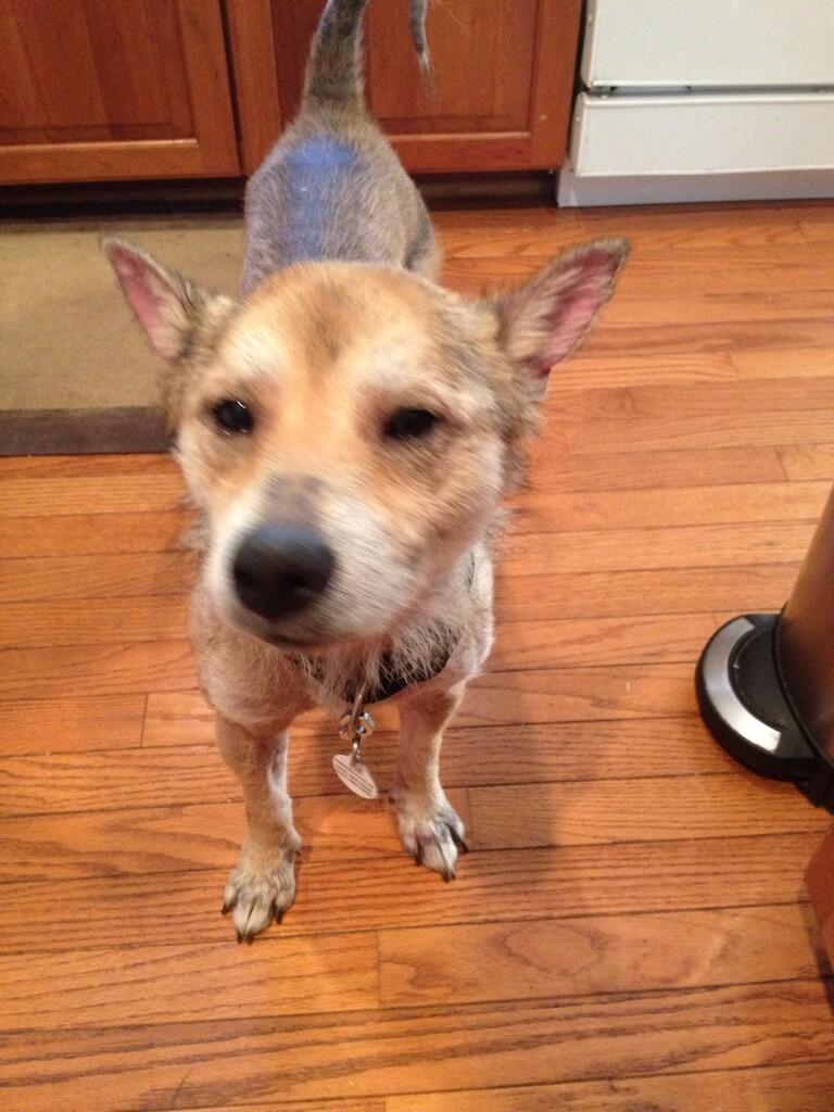 Audrey M On Twitter This Shiba Inu Was Completely Hairless