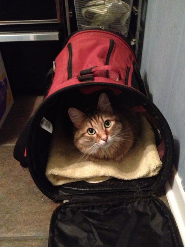 sally_thecat's tweet photo. I'm ready to go! http://t.co/ZahVHz6D8g