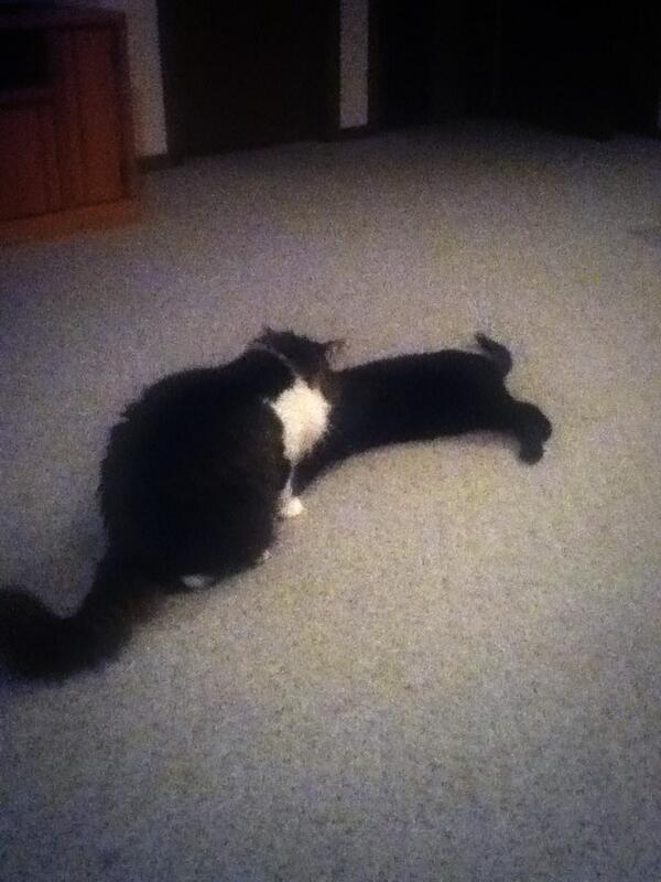 caressalouise's tweet image. Awh they like eachother #catflow