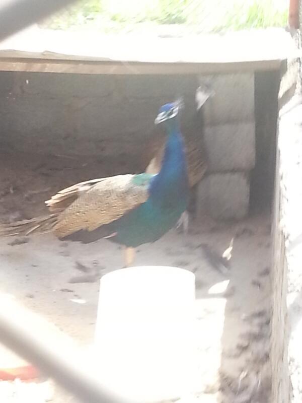 aaaa19767's tweet photo. طأووس http://t.co/K7eqb4OU4Y