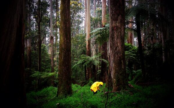 FeySmith's tweet photo. Day 2 Yellow Jacket, so pretty! #moreleeches #filmingtime http://t.co/RvxE5x3gT1