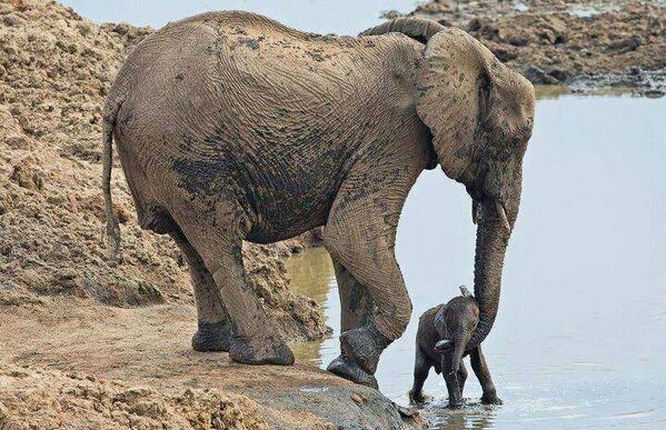 ivey00880866's tweet image. MT"@Ninehaze: South Africa: elephants are worth more alive !  stop #AfricasXtinction" #firstbath so cute amazing photo