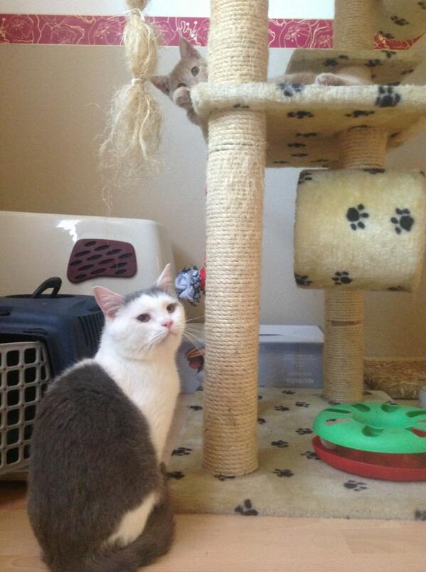 Fraenkiman's tweet photo. Vincent und Lucifer beim Kennenlernen http://t.co/RkpjPJYBg8