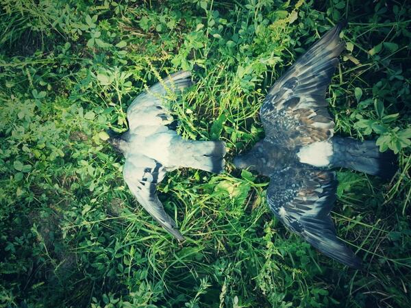 DSportsmen's tweet image. Pigeons down! #killinit #wacknstack #birdhunting