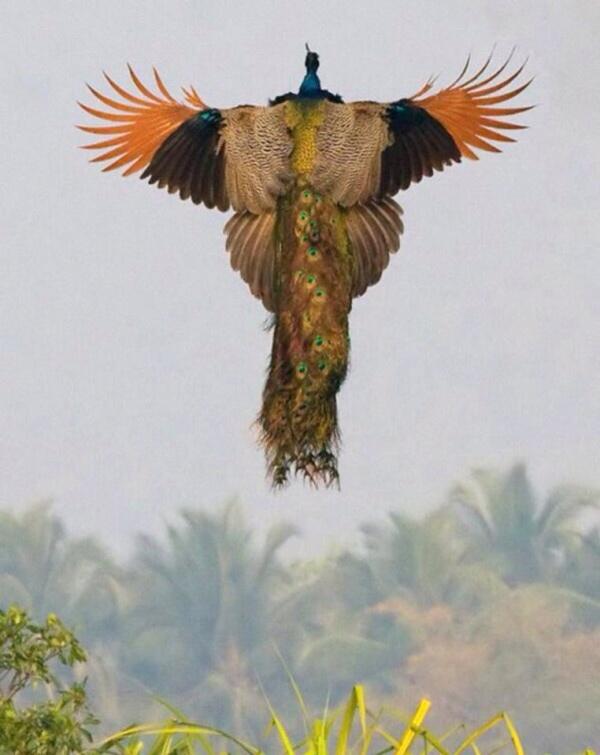 UntilEarth's tweet image. Rare picture of a flying peacock.