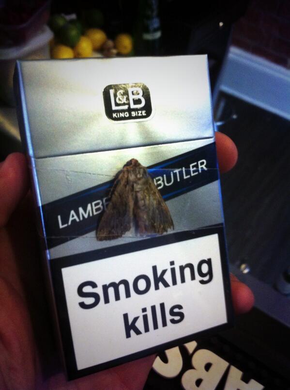 CollyWacker's tweet photo. Girl at work is afraid of Moths, I'm bored of smokers taking so many breaks, how do I stop her smoking?.. 1-0 http://t.co/2JMIf77tYo