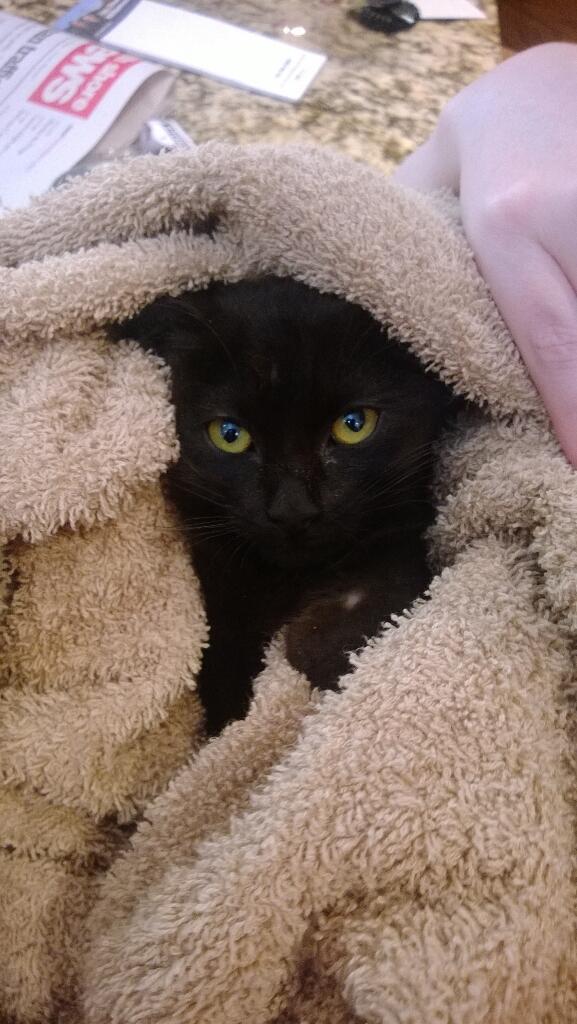 JustDrewH's tweet photo. Found a young kitten in my garage today (seriously!). Rescued her and Im keeping her!  What should I name her?!? http://t.co/Ui42lDCnh2