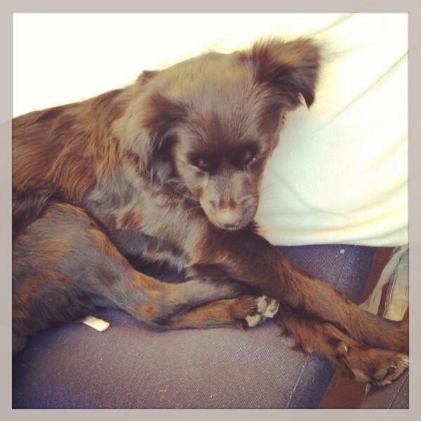 LaleHatun's tweet photo. Lily taking a nap in South of France #petappreciation http://t.co/07e4THSpN4