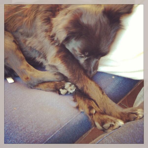LaleHatun's tweet photo. @essiebutton Lily loves taking naps. #petappreciation http://t.co/7PjpIQaIKh