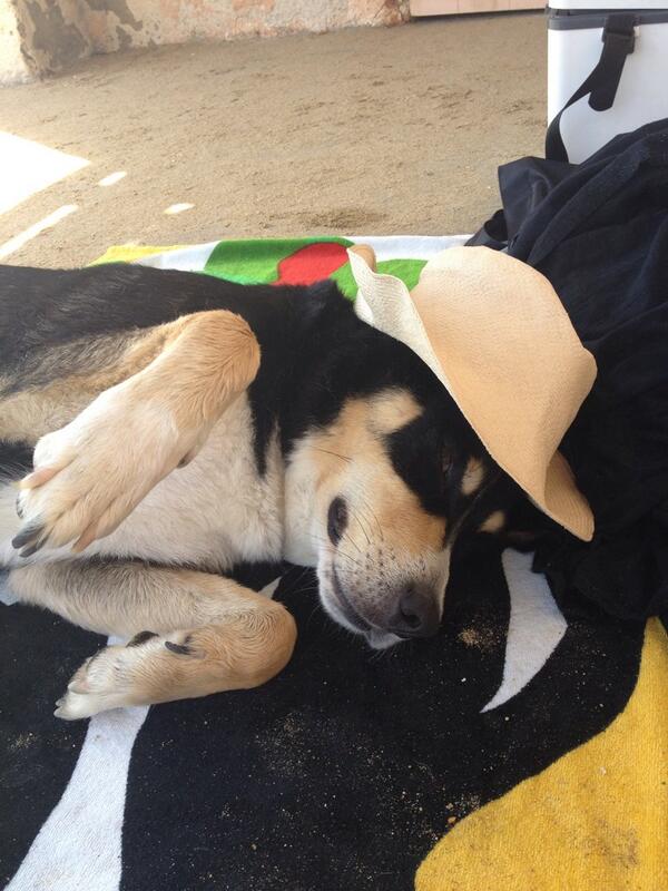 LaleHatun's tweet photo. Tonton tanning in South of France #petappreciation http://t.co/quWfrGx3bR