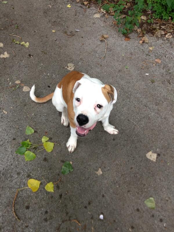 Struttyourmutt's tweet photo. Gorgeous Ruby x http://t.co/1M5FmHttjS
