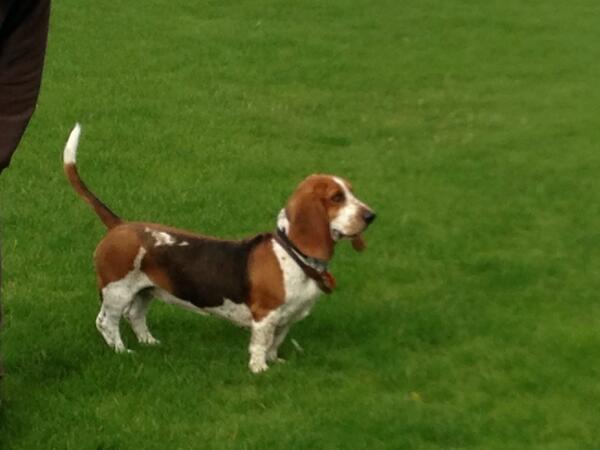 Struttyourmutt's tweet photo. Beryl on a @Struttyourmutt walk http://t.co/Gm2rHRqRF1