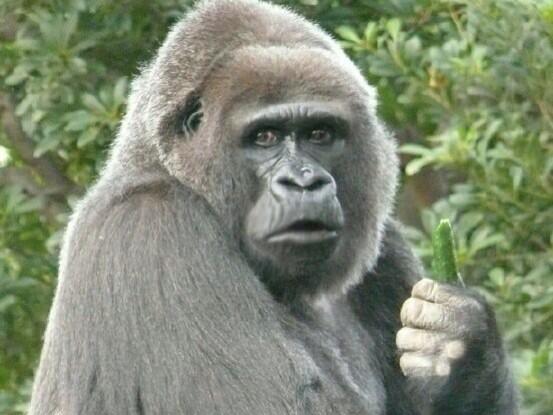 ゴリラ系女子 Gorilla1 Twitter