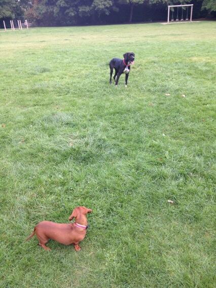 physiquipe's tweet image. “@Pixiethemsd: Look who I found in the park just now - Flo :) @physiquipe http://t.co/RNtpndGSiz” aww @Fallprod