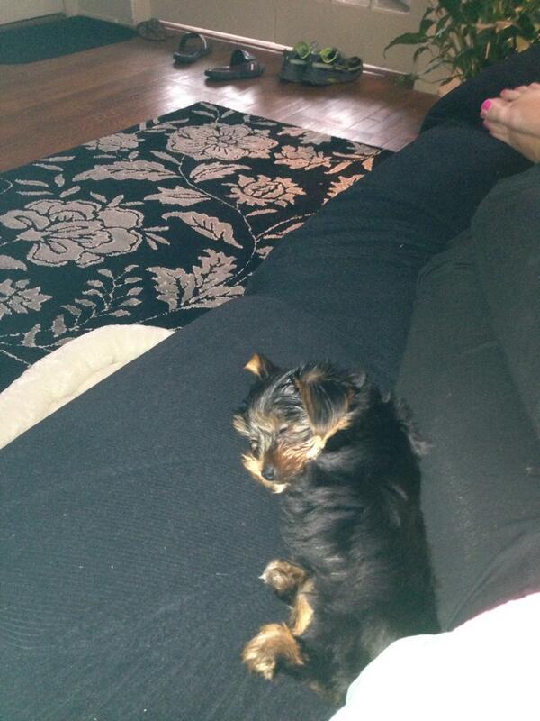cborne10's tweet photo. Morning nap 😴#Reese #puppy #loveher http://t.co/Lk7aM3Iqb5