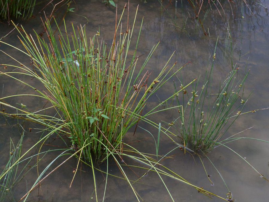 ホタルイとは 水田雑草としての発生時期やおすすめの除草剤をご紹介 Botanica
