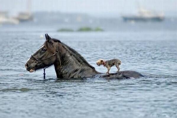 NaturPictures's tweet photo. Ayuda siempre al que más lo necesite. http://t.co/taO2YzqTbo