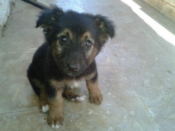 NadineMazloum's tweet image. Pls RT help me find this stray pup a home call 71500875 http://t.co/qCxNbC9SNa"