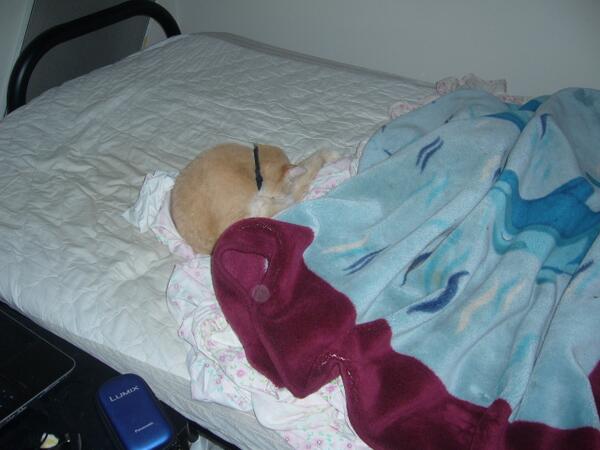 Remedyke's tweet image. I will just wait to finish making my bed ;-) #catshelp