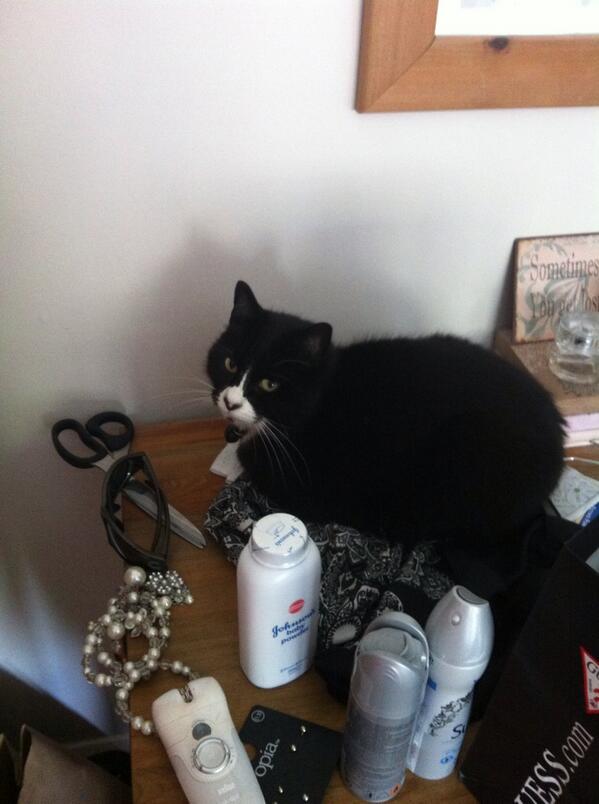 Gibbardd's tweet image. Why is my cat so weird??#cat #weird #whythere?
