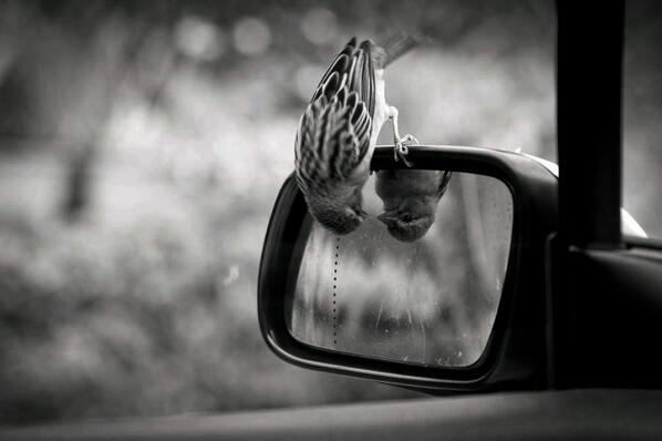 thebestonnet's tweet image. PHOTO OF THE DAY: portrait .  - the-best-on.net/photo-of-the-d… #photo #photography #photog