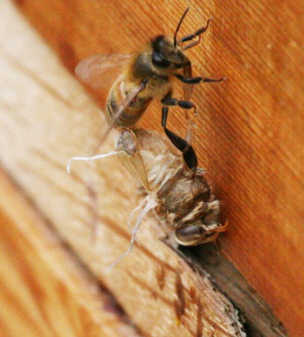 BuzzNatural's tweet image. Bees hauling out pupae from hive and being predated by wasps. Trying not to panic! goo.gl/EJrYlu