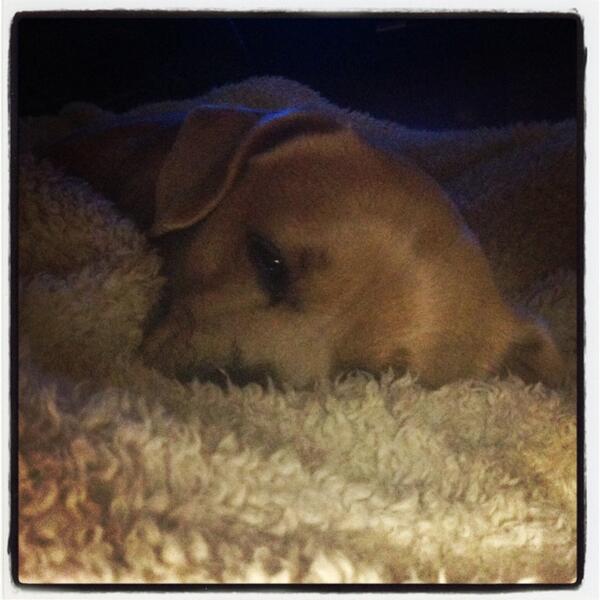 Shiv36's tweet photo. End of a great weekend watching supernatural and cuddling with my fav! http://t.co/1ZufX03Zc5