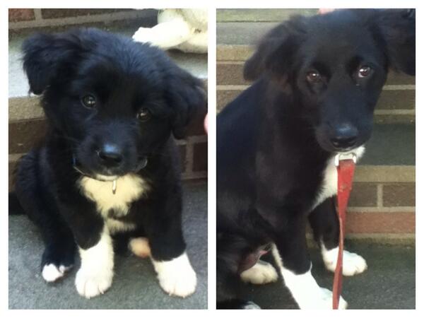 yeahokmegan's tweet photo. Can't believe how big he's gotten! 😊 http://t.co/dIRh8CLT75
