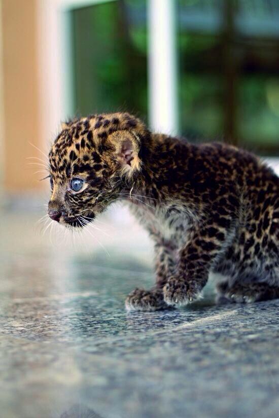 UntilEarth's tweet image. A baby Jaguar.