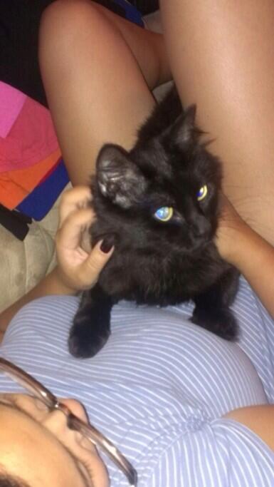 JeeLicious78's tweet image. @wwwbigbaldhead I have your cat captive. Ok I got your cat's two #kitty #cat #mySheldon