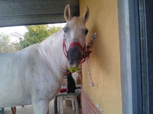 marumoronL's tweet photo. ¡Hola! me llamo Blanca y me gusta mucho comer hierba, y después empiezo a babear verde @NewsHorses @caballossiempre http://t.co/3QRzpbu0VC