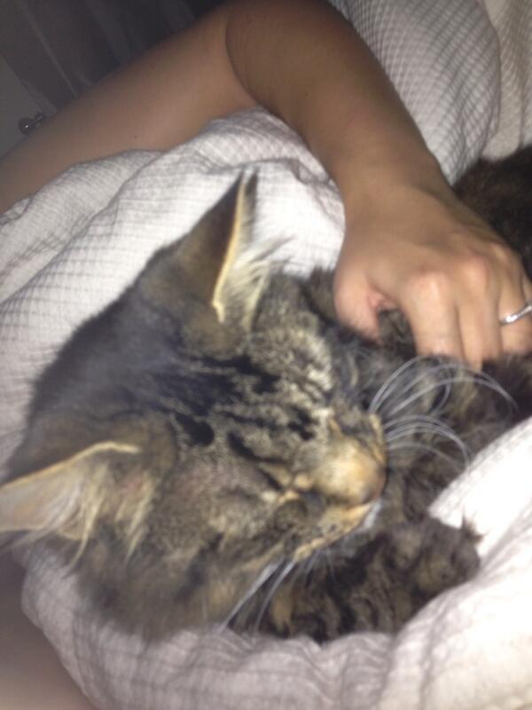 pixiejolene's tweet image. Bout to cuddle my boyf but the cat got in there first #itsmrstealurgirl