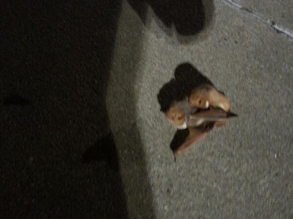 twinsb82's tweet photo. WOW! Things u see at Wal-Mart. Yep, bats mating on the sidewalk! #BatShitCrazy #WalMart #Hilarious http://t.co/hCN7y0rAqE
