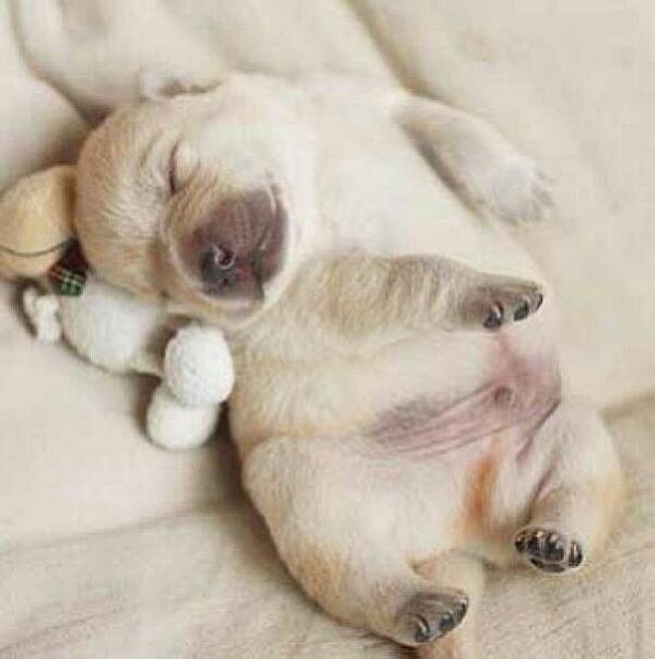 incolram's tweet photo. @NatiLeidy Uno perrito... http://t.co/VtXdSEiQWl