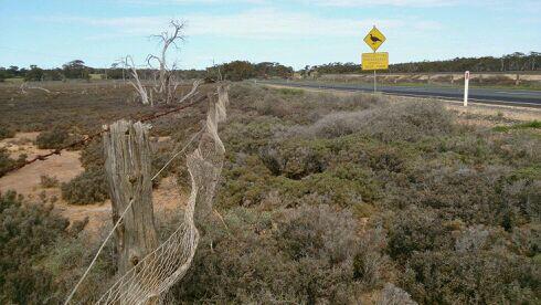 Baabau's tweet image. A mallee fowl sign near Tempy.

#Mallee #malleefowl #Tempy