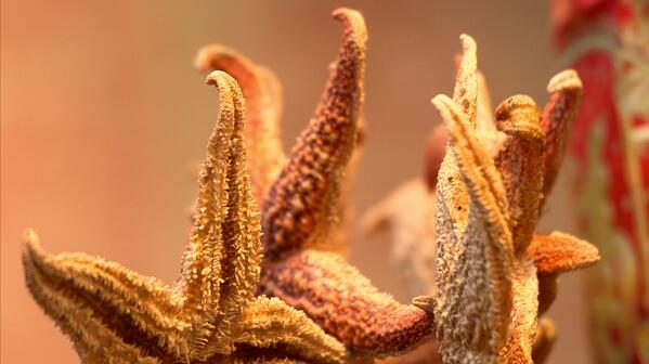Super16Films's tweet photo. Starfish on a stick as served at a market in Wangfujing, mmmm... http://t.co/JmlQuxyXeE