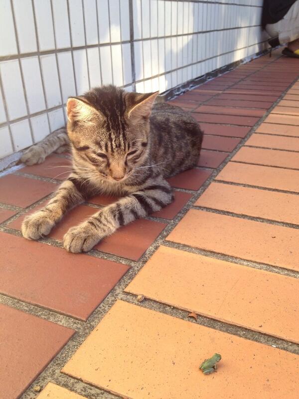 Junct92's tweet image. カエルと猫の睨めっこ@運河