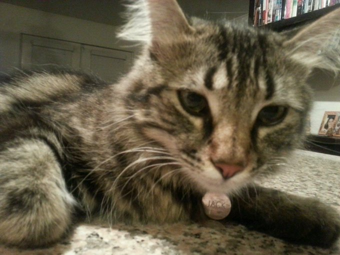 I've decided that today is Jack's 1st BIRTHDAY :) Happy Birthday Buddy! http://t.co/LTlSXWmYBh<a href="/tag/rocknroll"class="tags"><span>#rocknroll</span></a><a href="/tag/hogparty"class="tags"><span>#hogparty</span></a>