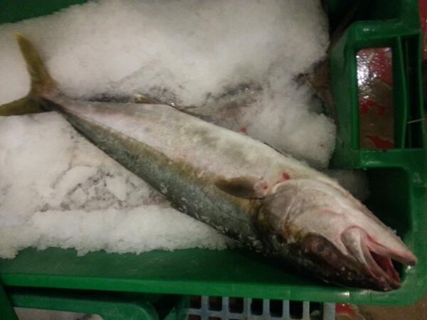 Happy Monday! Sea of Cortez Hamachi!!!