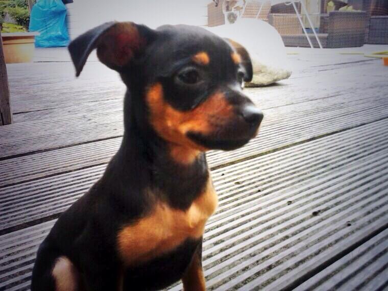 moniquekuyper2's tweet photo. Pups te koop. Ras: Praagse rattenvanger. http://t.co/QG7nPJDZ1y